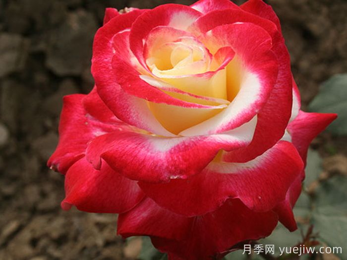 如果只能養一棵月季花，那么就在這5個(gè)品種中選擇(圖3)