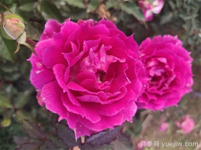 如果只能養一棵月季花，那么就在這5個(gè)品種中選擇(圖4)