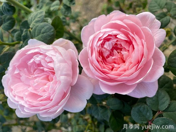 如果只能養一棵月季花，那么就在這5個(gè)品種中選擇(圖5)