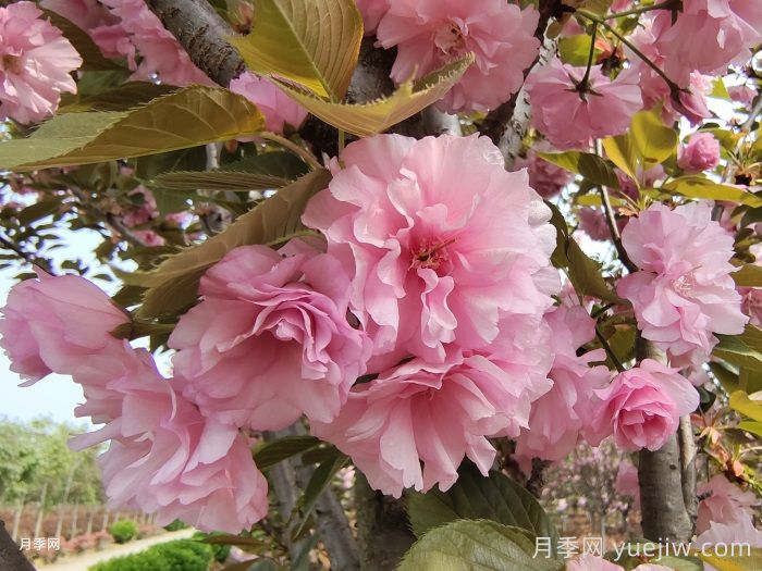 櫻花花期多長(cháng)時(shí)間？國內有名的賞櫻花景點(diǎn)(圖1)