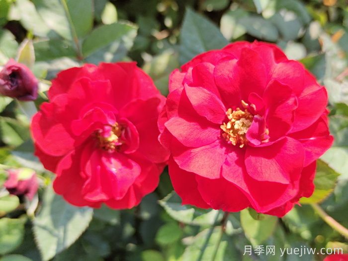 推薦5款豐花月季品種，園林綠化耐熱耐曬(圖1)