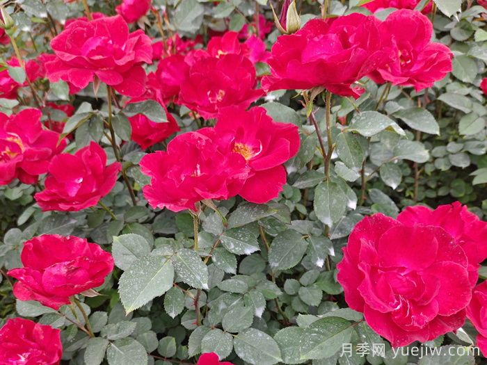 推薦5款豐花月季品種，園林綠化耐熱耐曬(圖2)