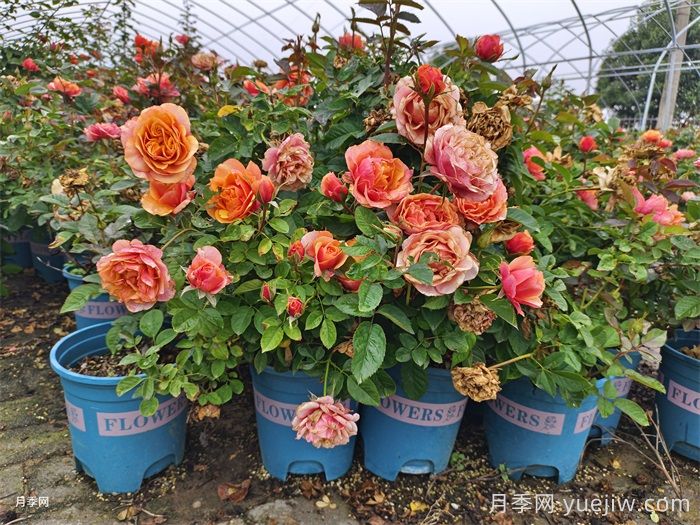 月季花的繁殖栽培和養護管理(圖3)