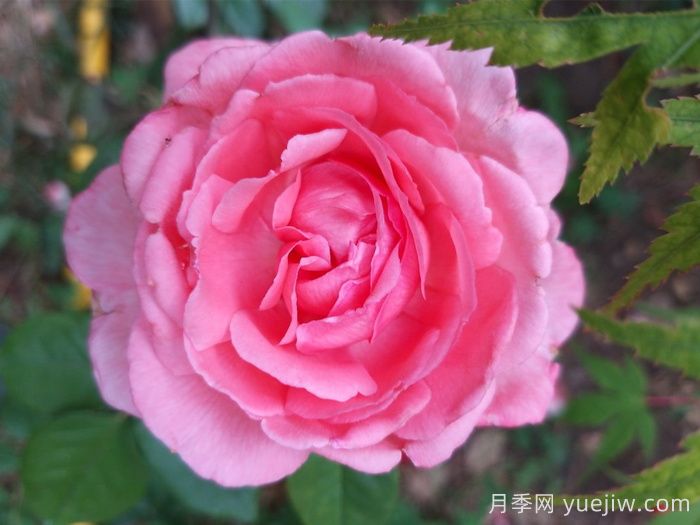 月季，即成美景，也能入藥(圖1)