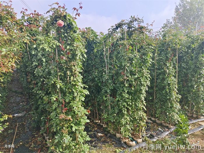藤本月季是購買(mǎi)大苗好還是小苗好？(圖1)