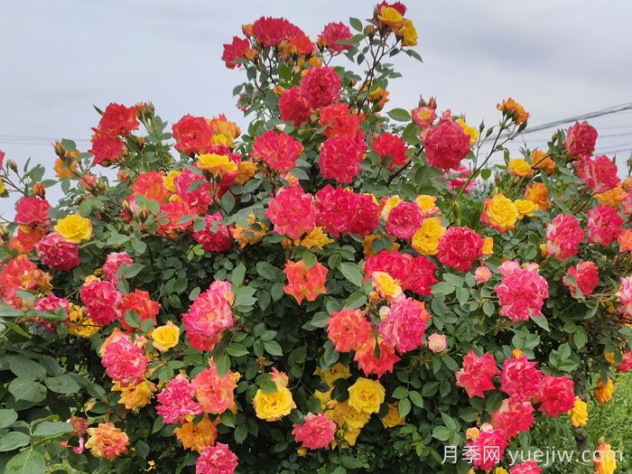 藤彩虹月季是開(kāi)一季還是多季開(kāi)花？(圖1)