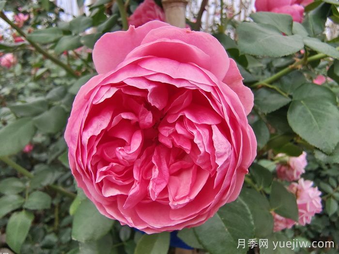 精選十首贊美月季花的古詩(shī)詞，夢(mèng)回唐宋看月季花開(kāi)！(圖1)