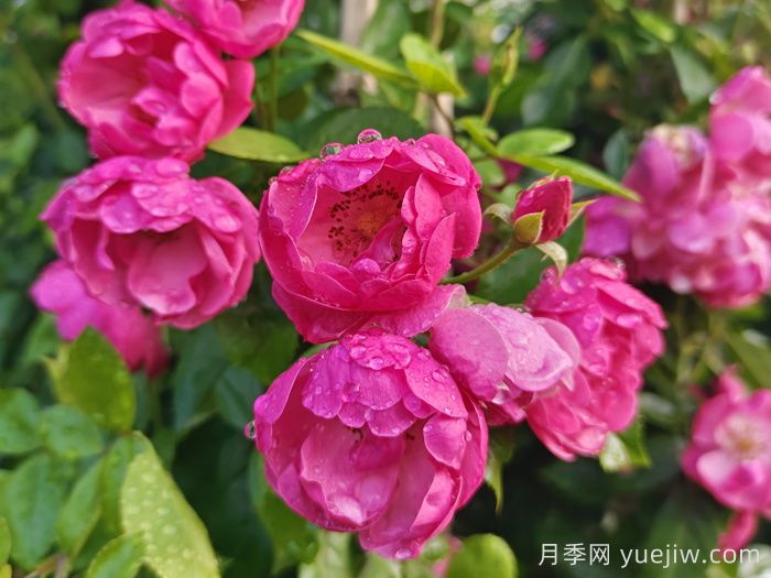 新手種植月季容易犯的幾個(gè)錯誤(圖1)