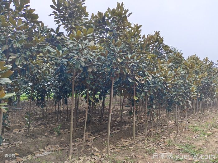 南陽(yáng)南召廣玉蘭苗木栽培注意事項(圖1)