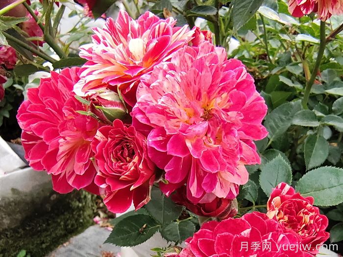 如何選擇適合自己的月季花？(圖1)