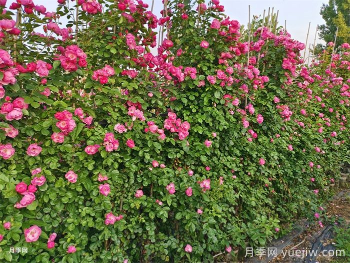 藤本月季不開(kāi)花什么原因？可能是這6點(diǎn)(圖1)
