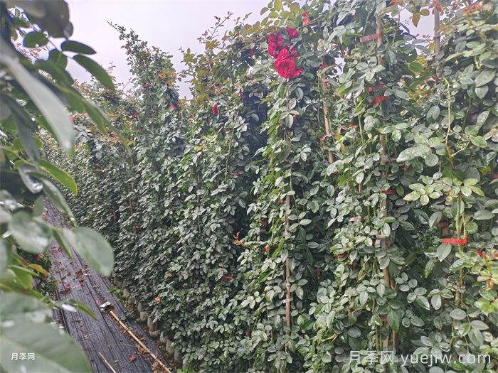 藤本月季不開(kāi)花什么原因？可能是這6點(diǎn)(圖2)