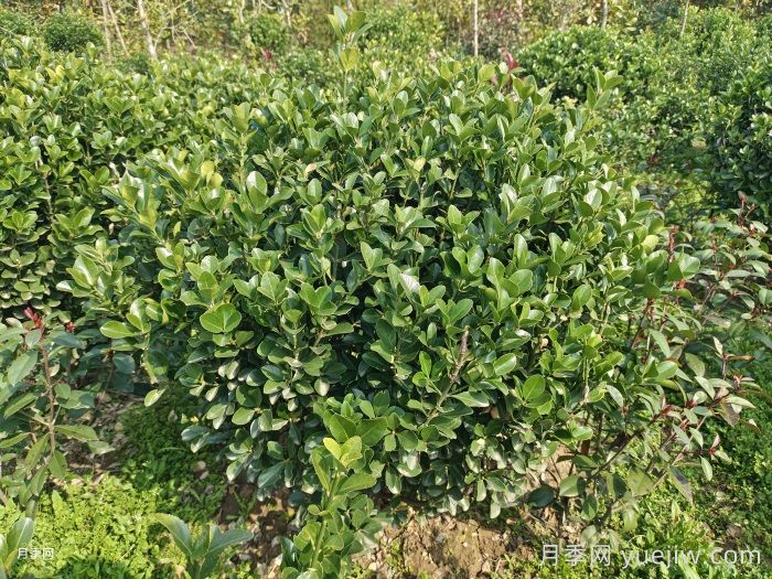 小葉黃楊小苗和大葉黃楊小苗的區別(圖1)
