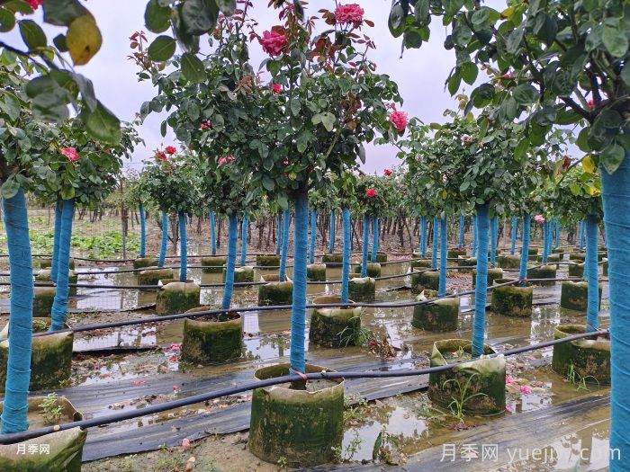 南陽(yáng)樹(shù)狀月季種植基地教你走出嫁接兩大誤區(圖1)