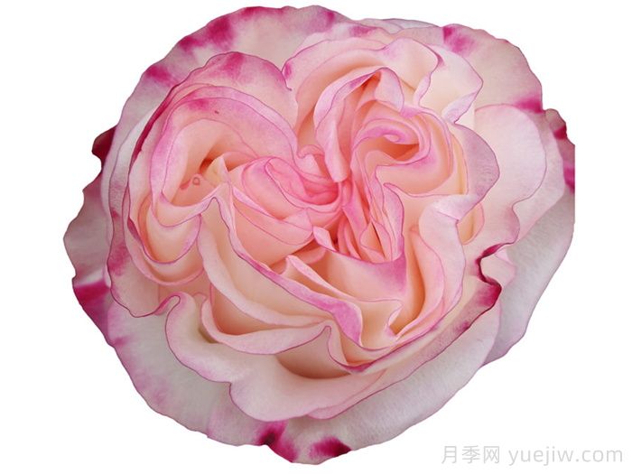 可愛(ài)教主月季/小可愛(ài)/非?？蓯?ài)(圖1)