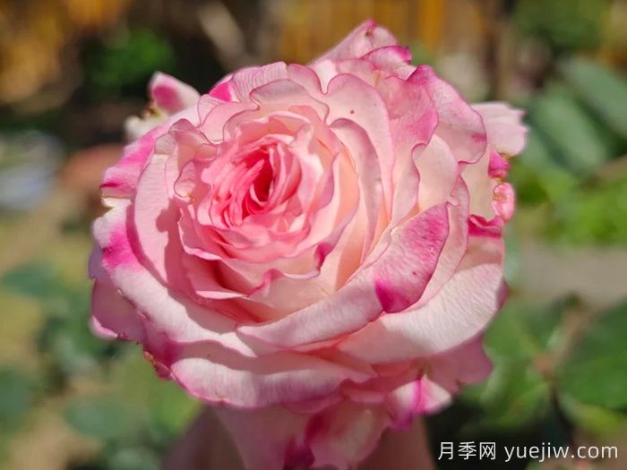 可愛(ài)教主月季/小可愛(ài)/非?？蓯?ài)(圖2)