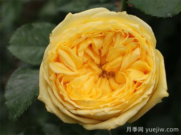 日本黃色系卡特琳娜月季怎么樣？(圖1)