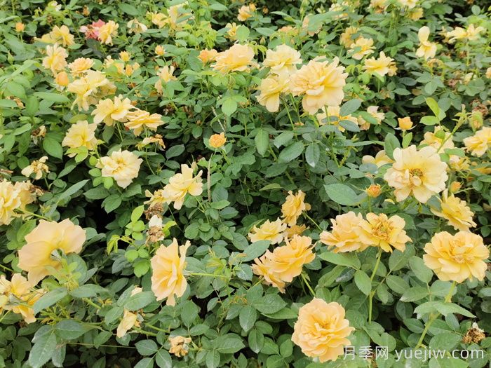 月季苗如何種植防治大蟋蟀？(圖1)