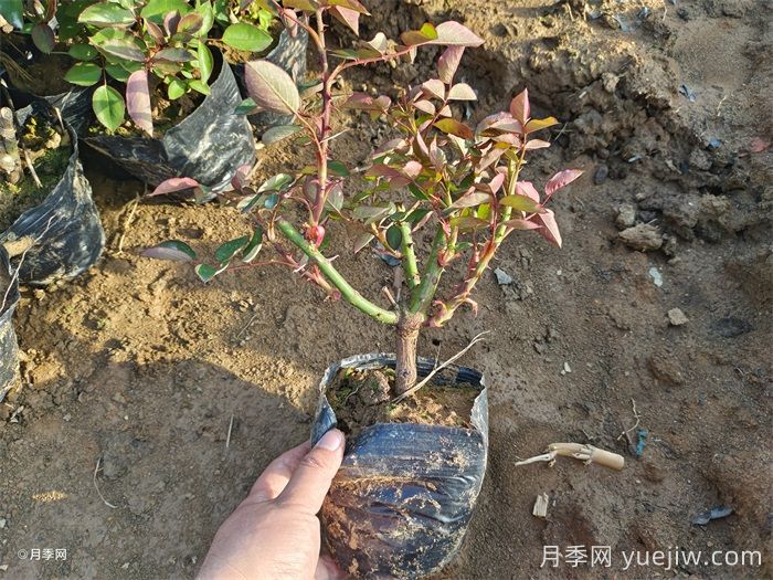 可以用月季種子栽培出月季花嗎？(圖1)