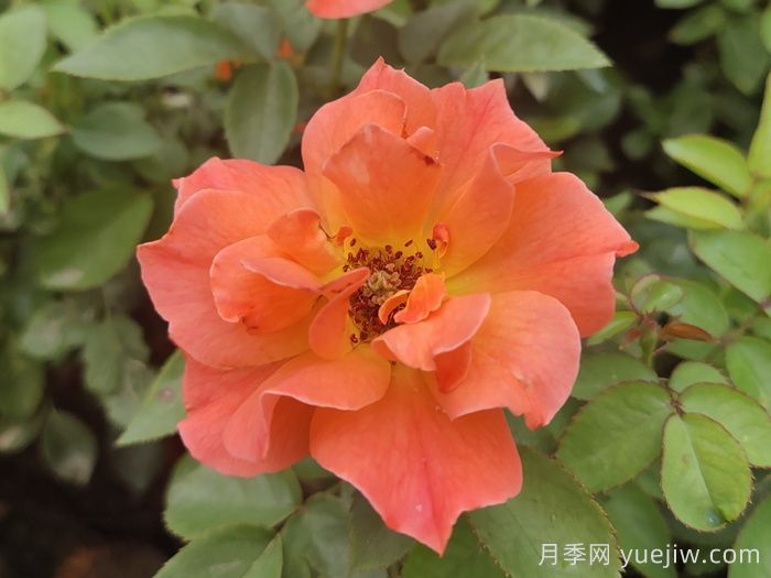 做足功課，迎接杭州人的高架月季專(zhuān)屬浪漫(圖1)