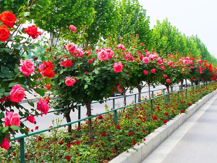 城市景觀(guān)花壇類(lèi)型和花草品種配置(圖1)