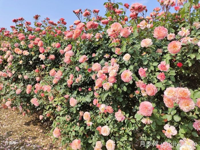 景觀(guān)植物設計的5大構景要點(diǎn)(圖1)
