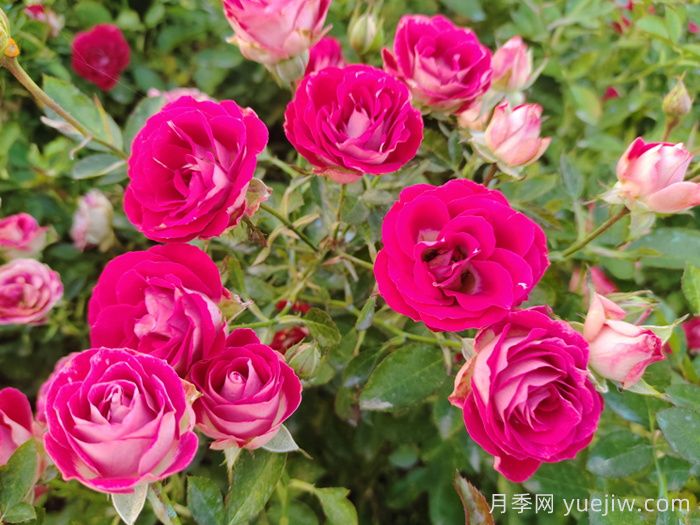 月季花春季施肥過(guò)多怎么辦？(圖1)