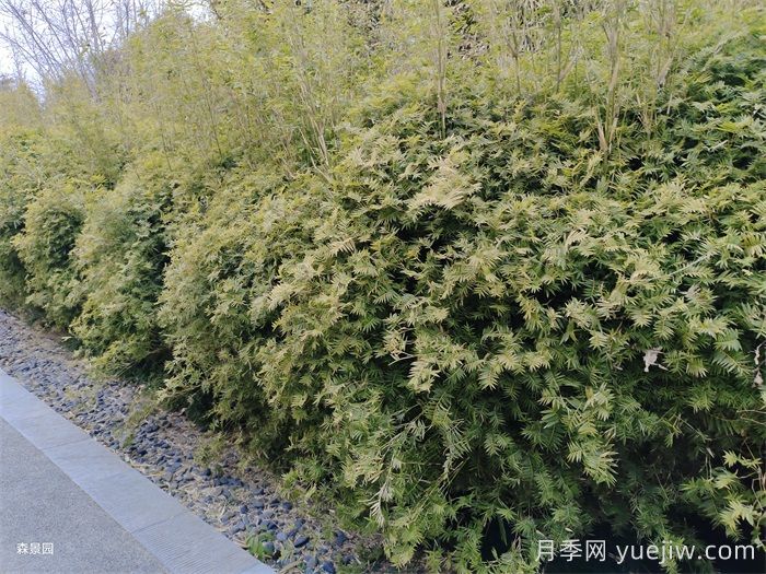 分享10種片植植物設計(圖1)