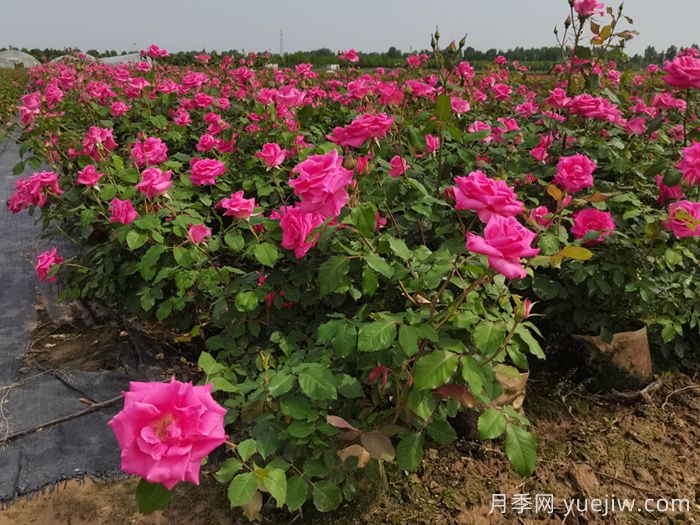 月季花適合在什么環(huán)境下生長(cháng)？(圖1)