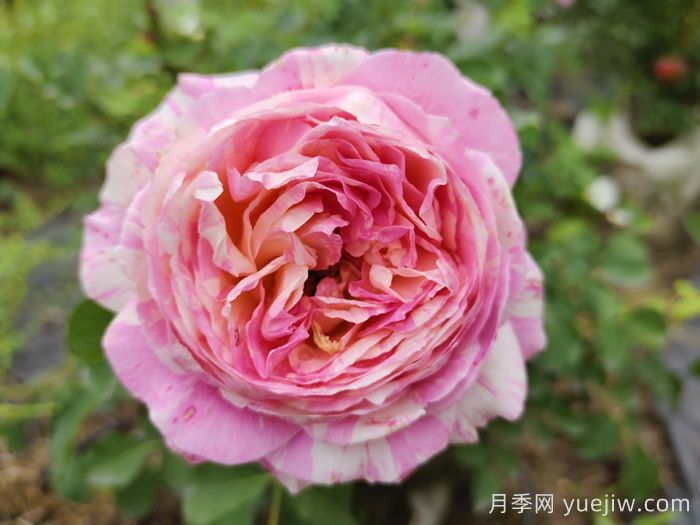 哪種月季花的品種比較好養？推薦4個(gè)網(wǎng)紅品種(圖3)