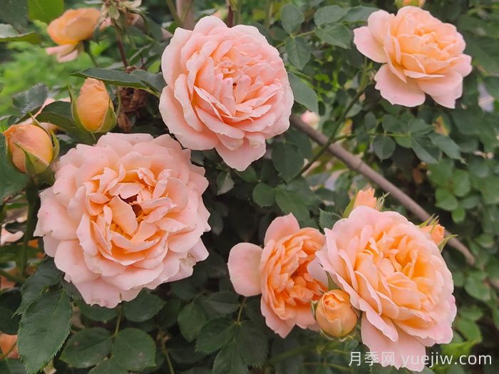 月季白粉病的防治方法及技術(shù)要點(diǎn)(圖1)