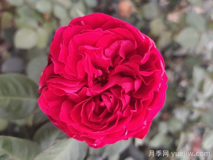 茶花女月季與梅朗口紅月季的區別是什么？(圖2)