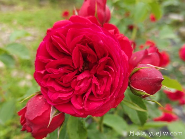 盆栽本是月季，花束卻叫玫瑰(圖1)