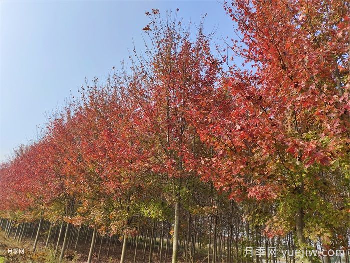 五角楓生長(cháng)環(huán)境、種植技術(shù)與管理方法(圖1)