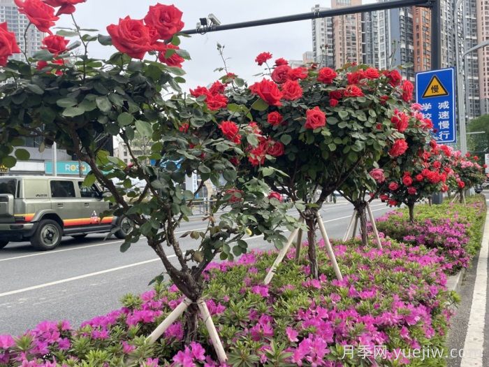 湖北武漢月季炸街，月季成道路顏值擔當(圖3)