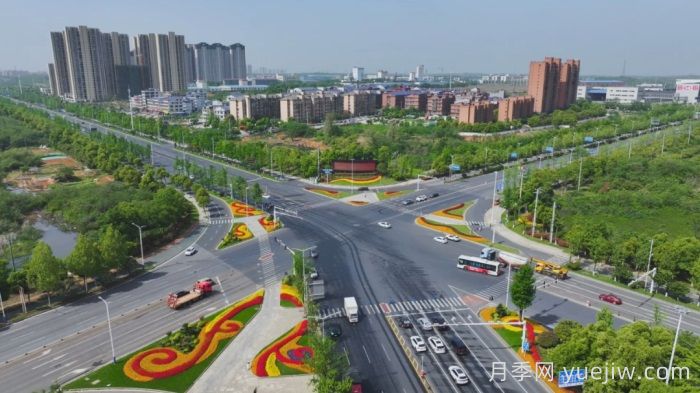 萬(wàn)株樹(shù)狀月季齊綻放，扮靚寧鄉城市新風(fēng)景(圖1)