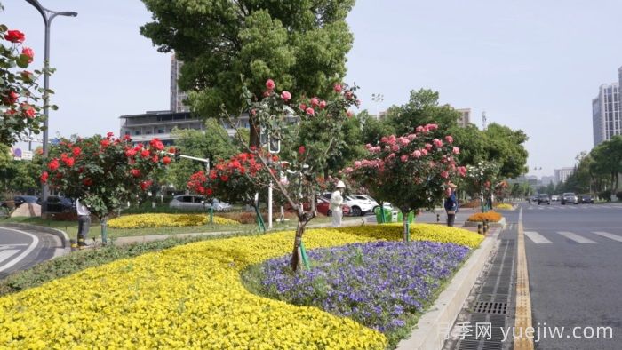 萬(wàn)株樹(shù)狀月季齊綻放，扮靚寧鄉城市新風(fēng)景(圖2)