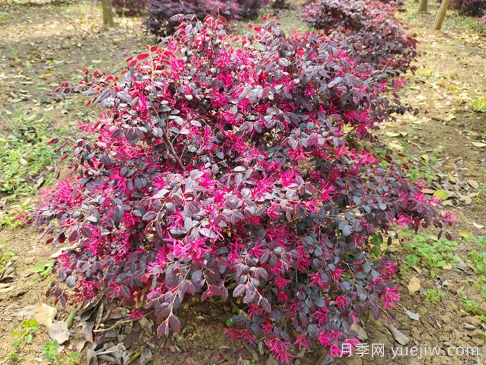 紅花繼木養護全攻略(圖2)