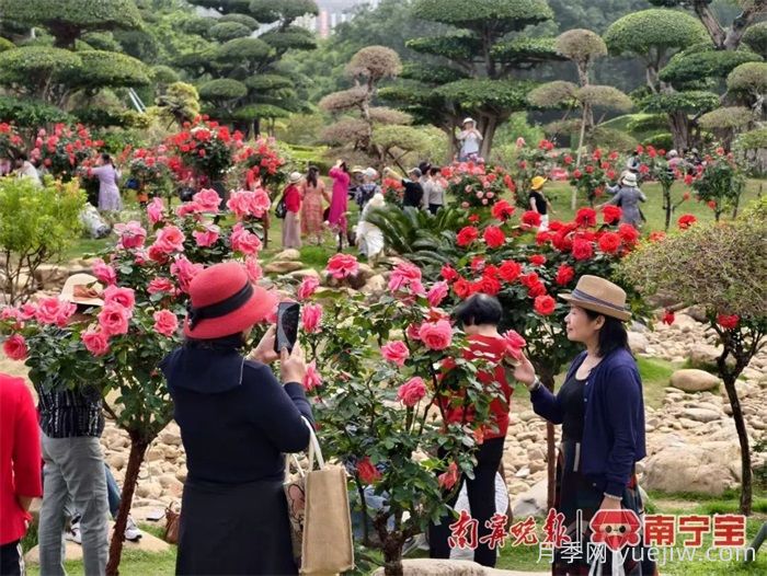 南寧南湖公園，2萬(wàn)株月季盛放的夢(mèng)幻花園(圖1)