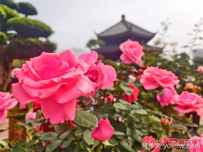 南寧南湖公園，2萬(wàn)株月季盛放的夢(mèng)幻花園(圖2)