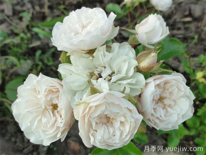 綠冰月季推薦，清新淡雅的微月(圖2)