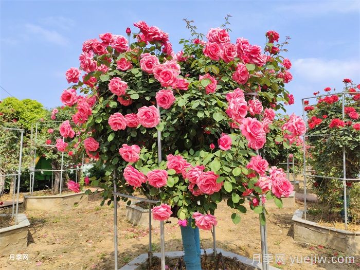 為什么別人的樹(shù)狀月季開(kāi)了200-300朵花？(圖1)