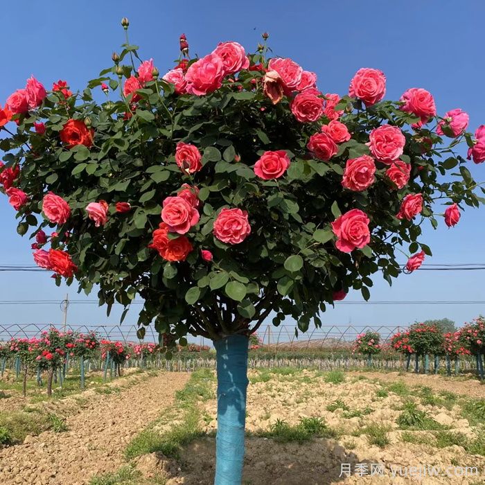 樹(shù)狀月季一年開(kāi)幾次花？(圖1)