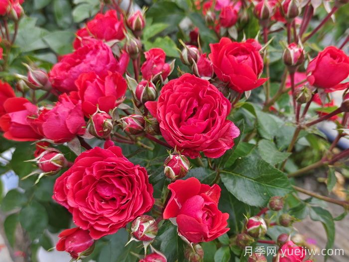 如何修剪月季延長(cháng)花期？(圖1)