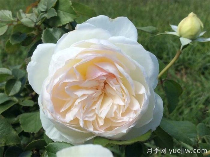 波萊羅月季的優(yōu)缺點(diǎn)是什么？(圖1)