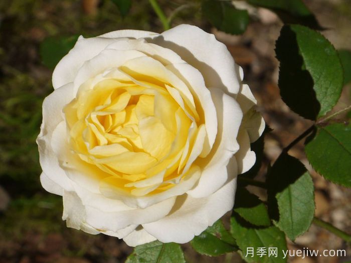 無(wú)限永遠月季的優(yōu)缺點(diǎn)是什么？(圖1)