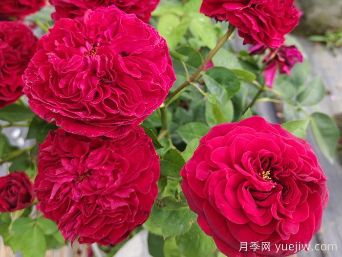 南陽(yáng)藤本月季的常見(jiàn)病蟲(chóng)害及防治方法(圖1)