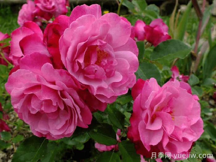 蘇菲的永恒月季/索菲的長(cháng)青(圖1)