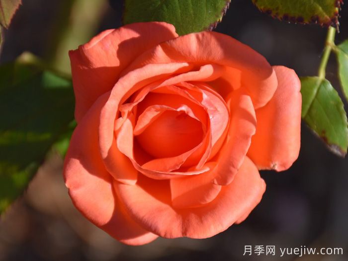 和聲月季/和諧/管弦樂(lè )隊(圖2)