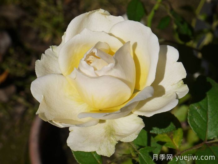 無(wú)限永遠月季/英菲尼迪(圖2)